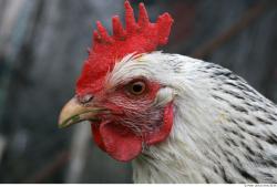 Hen