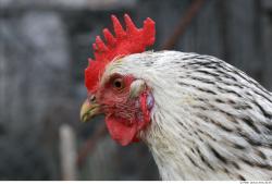 Hen