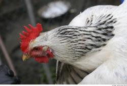 Hen