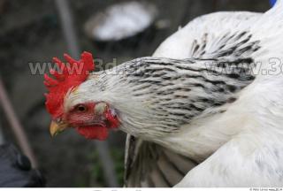 Hen 0008