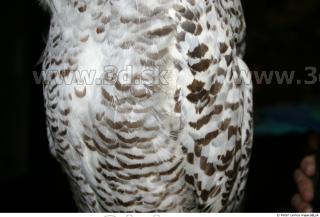 Owl 0019