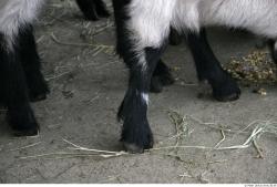 Calf Goat