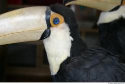 Face Toucan