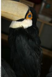 Head Toucan