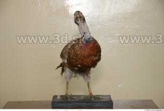 Pheasant 0001