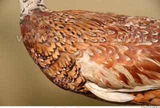 Pheasant 0019