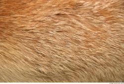 Hair Fox