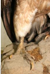 Leg Vulture