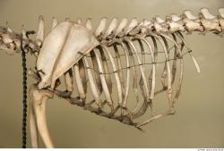 Whole Body Skeleton Dog Studio photo references