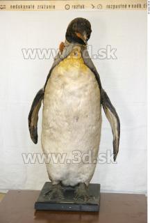 Pinguin