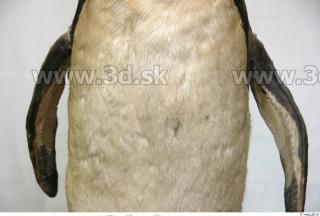 Pinguin