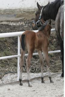 Foal