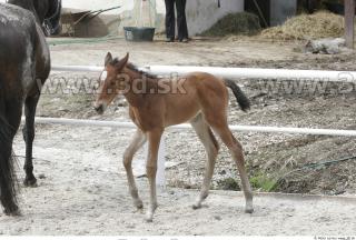 Foal