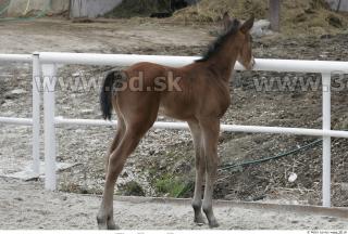 Foal