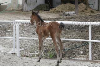 Foal