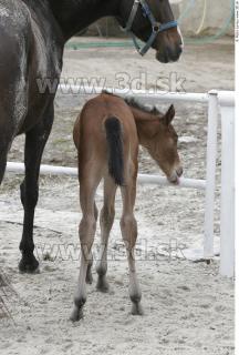 Foal