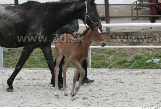 Foal