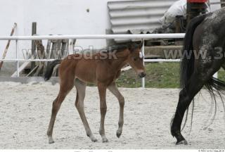 Foal