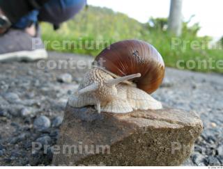 Snail