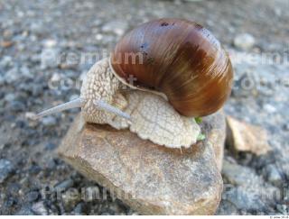 Snail