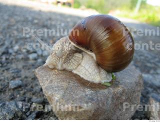 Snail