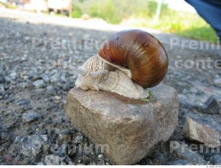 Snail