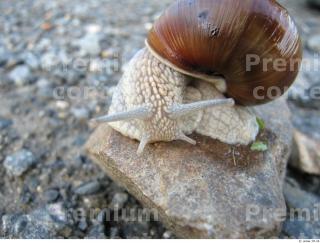 Snail