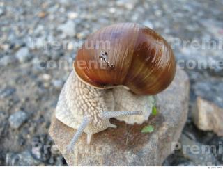 Snail