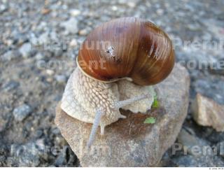 Snail