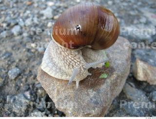 Snail