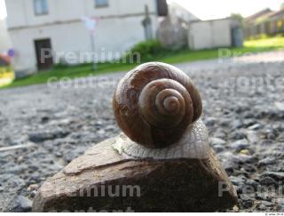 Snail