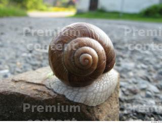 Snail