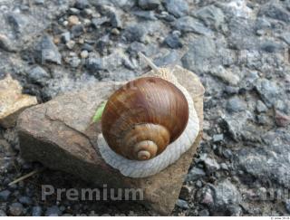 Snail