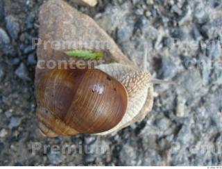 Snail