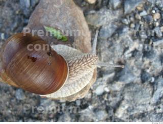 Snail