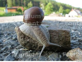 Snail