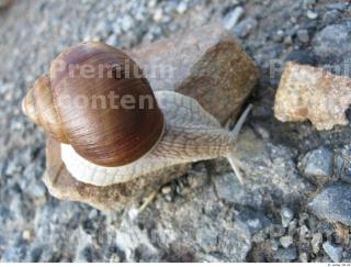 Snail