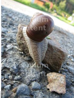 Snail