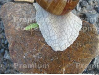 Snail