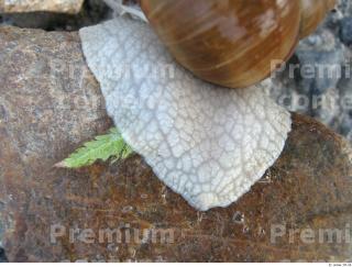 Snail