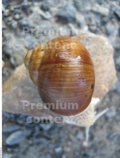 Snail