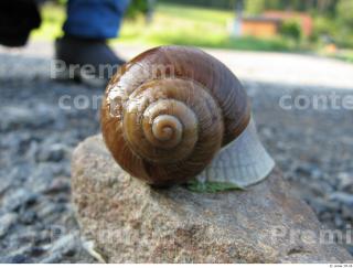 Snail