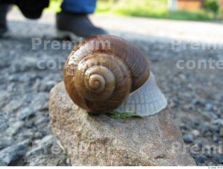 Snail