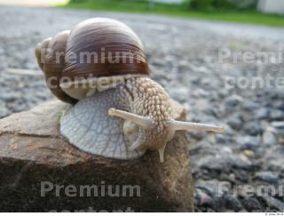 Snail