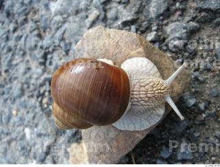 Snail