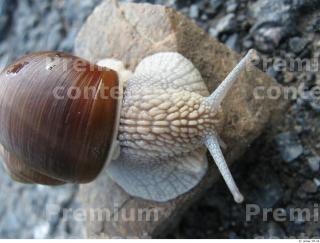 Snail