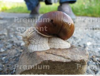 Snail