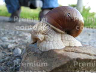 Snail