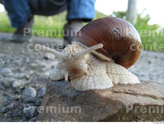 Snail