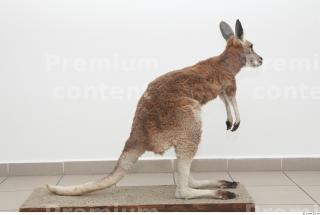 Kangaroo